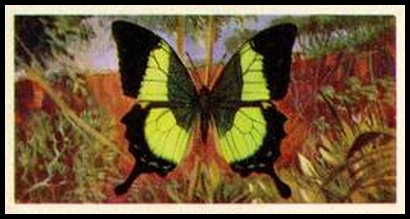 15 Papilio buddha